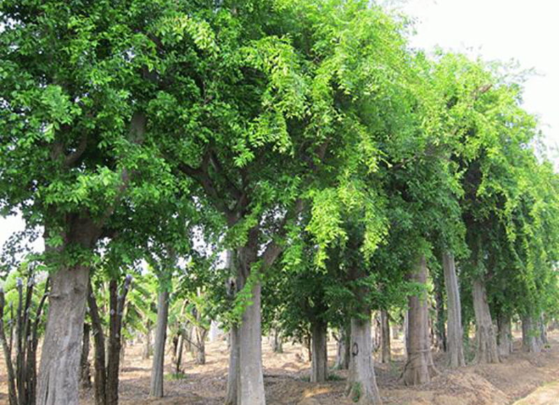 1619589511482386.jpg src=http___img.312green.com_img_product_27_26604_148223911876.gif&refer=http___img.312green.jpg